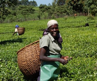 Zimbabwe tea picking overland expeditions